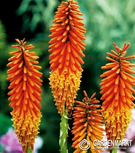 Kniphofia-Trytoma Pomarańczowa 1 szt.