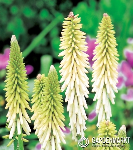 Kniphofia-Trytoma Biała 1 szt.