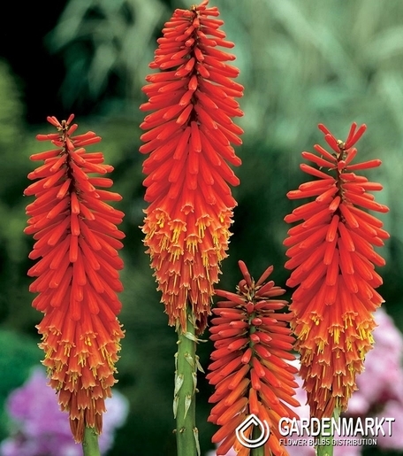 Kniphofia-Trytoma Nancy Red 1 szt.