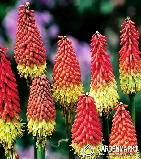 Kniphofia-Trytoma Czerwono-Żółta 1 szt.