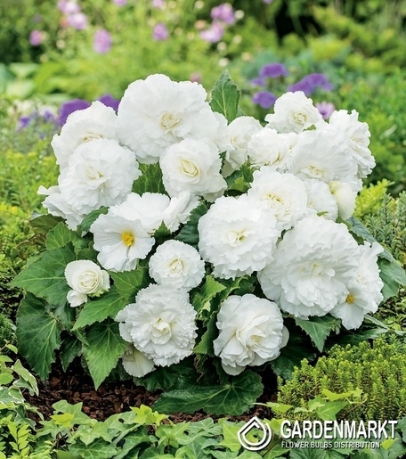 Begonia Non-Stop Biała 1 szt.