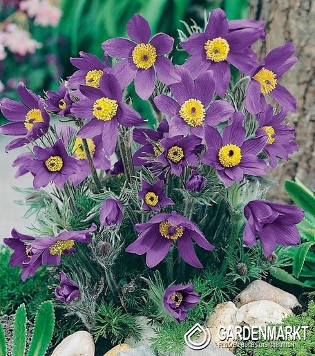 Pulsatilla-Sasanka Niebieska 1 szt.