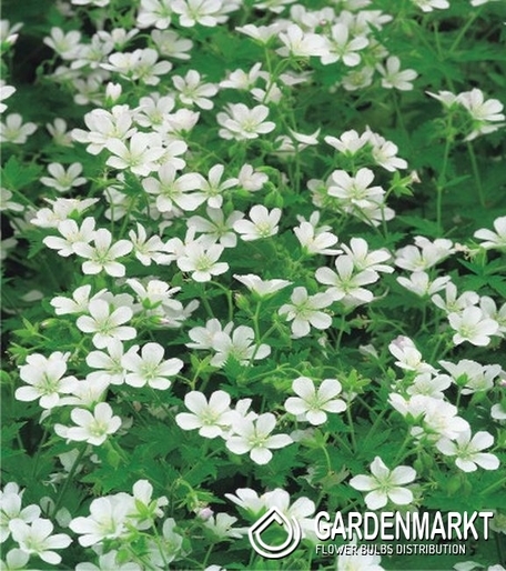 Geranium-Bodziszek Lekarski Biały 1 szt.