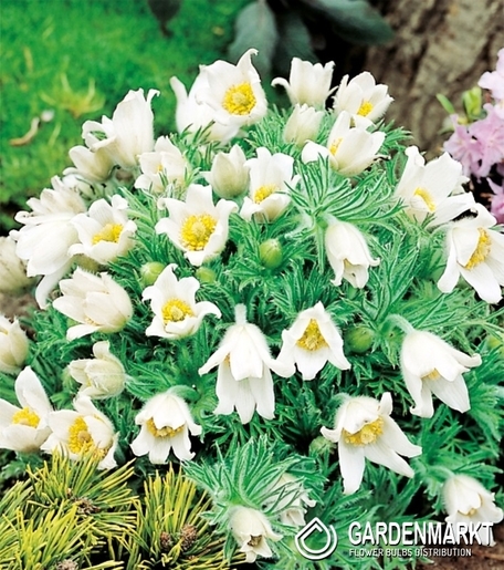 Pulsatilla-Sasanka Biała 1 szt.