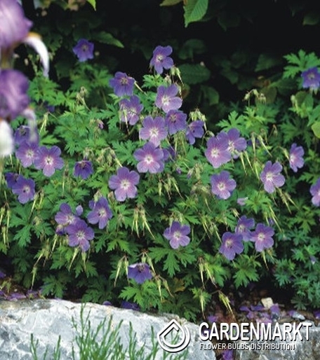 Geranium-Bodziszek Lekarski Gravetye 1 szt.