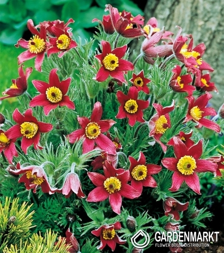 Pulsatilla-Sasanka Czerwona 1 szt.