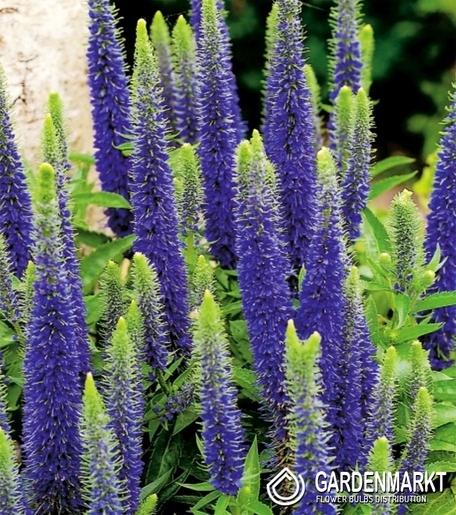 Veronica-Przetacznik Blue 1 szt.