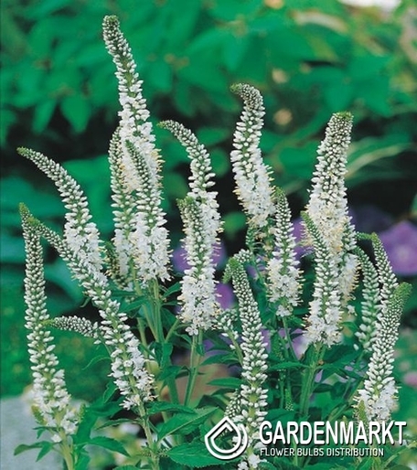 Veronica-Przetacznik White 1 szt.
