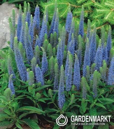 Veronica-Przetacznik Light Blue 1 szt.