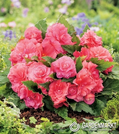 Begonia Non-Stop Różowa 1 szt.