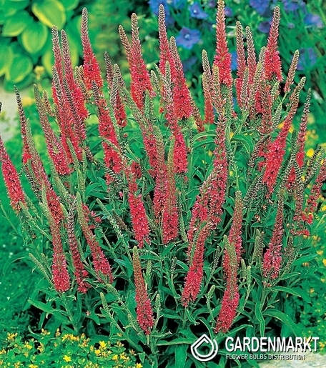 Veronica-Przetacznik Red 1 szt.