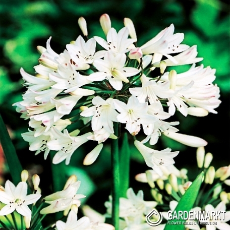 Agapanthus-Agapant Biały 1 szt.