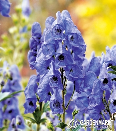 Aconitum-Tojad 1 szt.