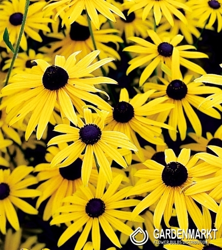 Rudbeckia Speciosa-Rudbekia Okazała 1 szt.