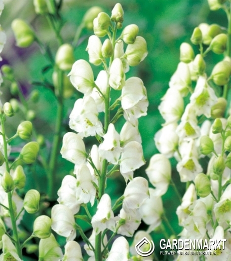Aconitum Napellus Album-Tojad 1 szt.
