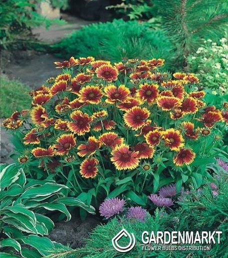 Gaillardia-Gajlardia Kobold 1 szt.