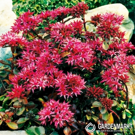 Sedum Spurium-Rozchodnik Kaukaski 1 szt.