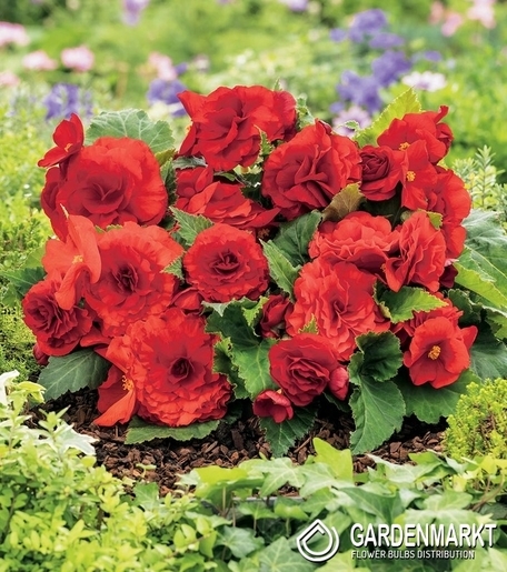 Begonia Non-Stop Czerwona 1 szt.
