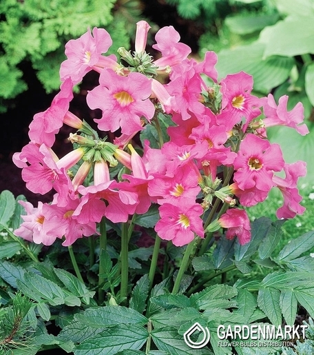 Incarvillea-Inkarwilla Różowa 1 szt.