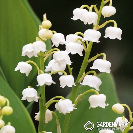 Convallaria Majalis-Konwalia Majowa Biała 1 szt.