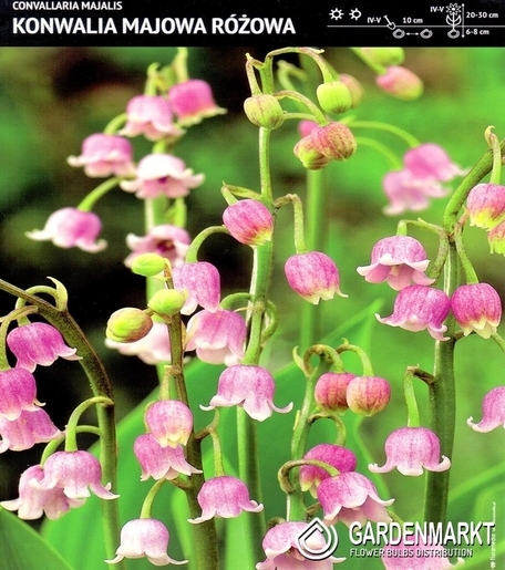 Convallaria Majalis-Konwalia Majowa Różowa 1 szt.