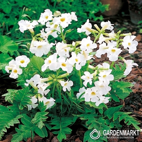 Incarvillea-Inkarwilla Biała 1 szt.