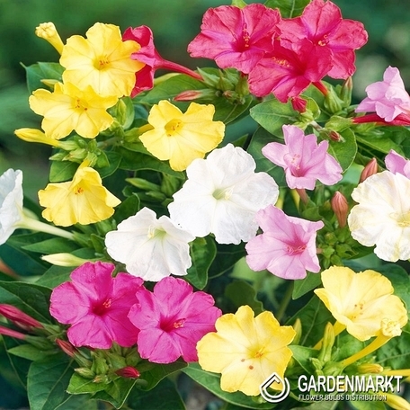 Mirabilis Jalapa-Dziwaczek 1 szt.