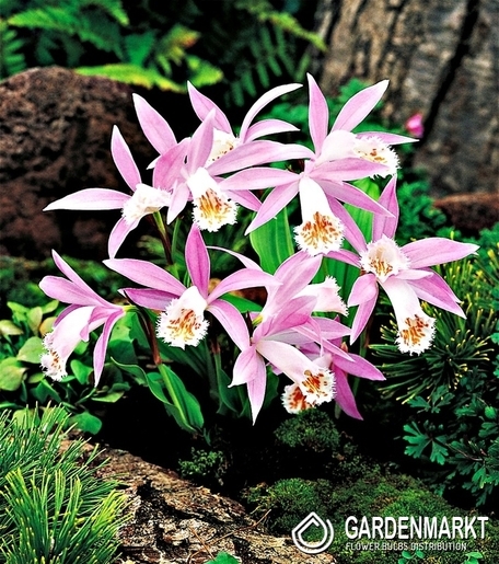 Pleione Formosana-Storczyk Ogrodowy 1 szt.