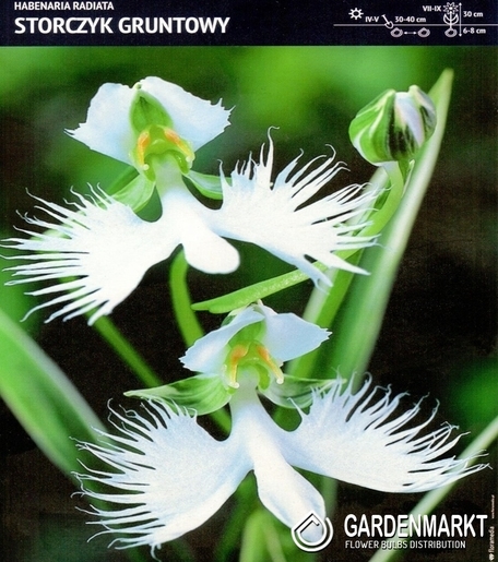 Habenaria Radiata-Storczyk Gruntowy 1 szt.