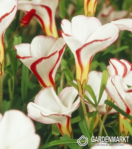 Oxalis - Szczawik Versicolor 1 szt.