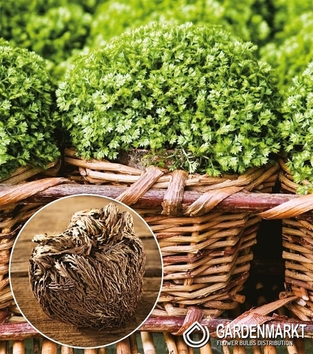 Selaginella - Róża Jerychońska 1 szt.