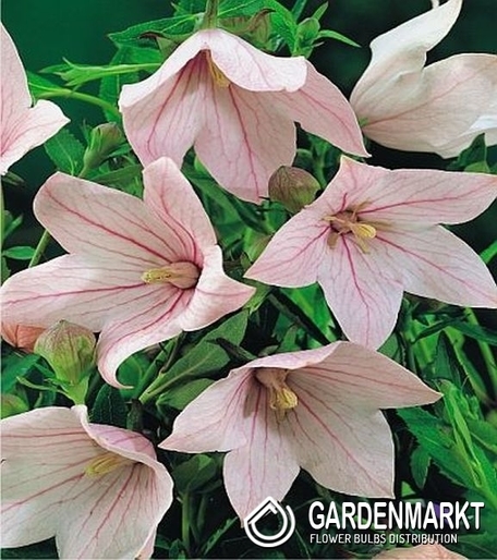 Platycodon-Rozwar Wielkokwiatowy Fuji Pink 1 szt.