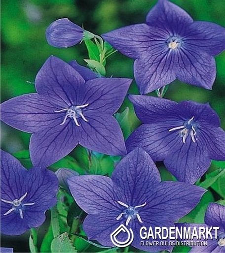 Platycodon-Rozwar Wielkokwiatowy Fuji Blue 1 szt.