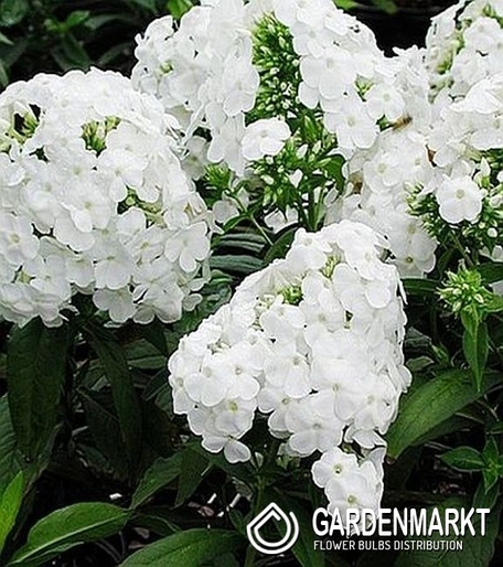 Phlox David 1 szt.