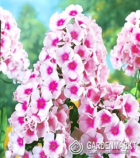 Phlox Bright Eyes 1 szt.