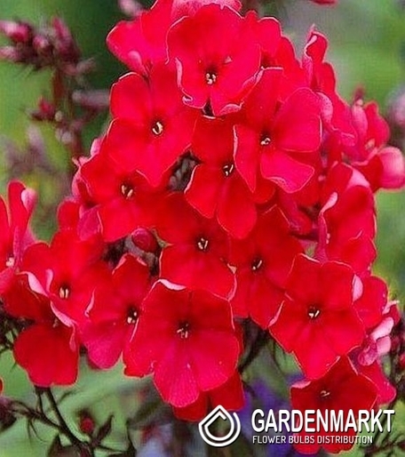 Phlox Starfire 1 szt.