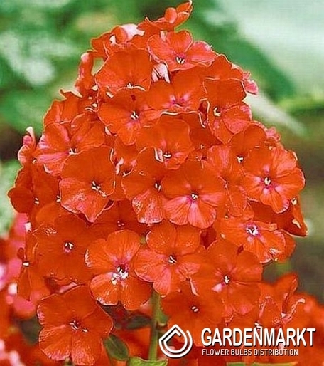 Phlox Orange Perfection 1 szt.