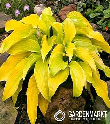Hosta Cha Cha 1 szt.