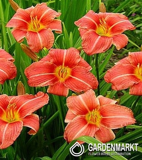 Liliowiec Hall's Pink 1 szt.