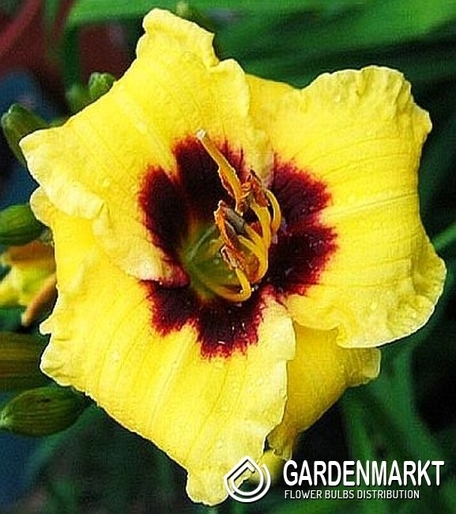 Liliowiec Bumble Bee 1 szt.