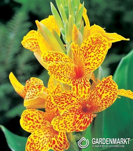 Canna-Kanna En Avant 1 szt.