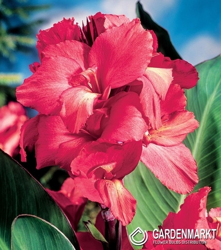 Canna Pink - Kanna Różowa 1 szt.