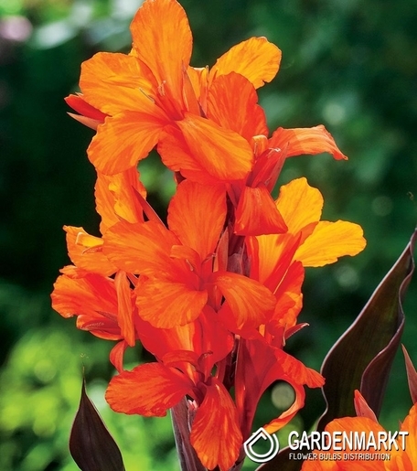 Canna Orange - Kanna Pomarańczowa 1 szt.