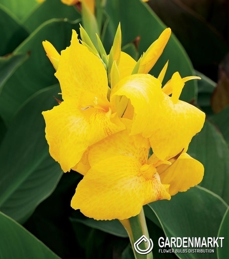 Canna Yellow - Kanna Żółta 1 szt.