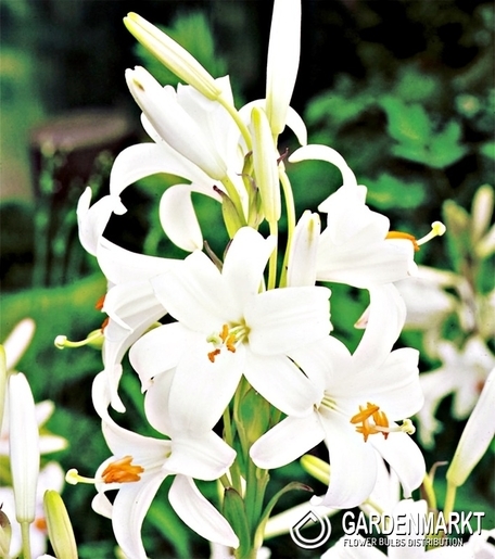 Lilium Candidum -Lilia Św. Antoniego 1 szt.