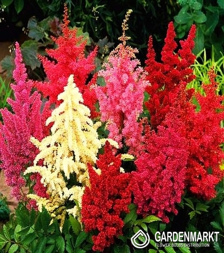 Astilbe-Tawułka Mix 5 szt.