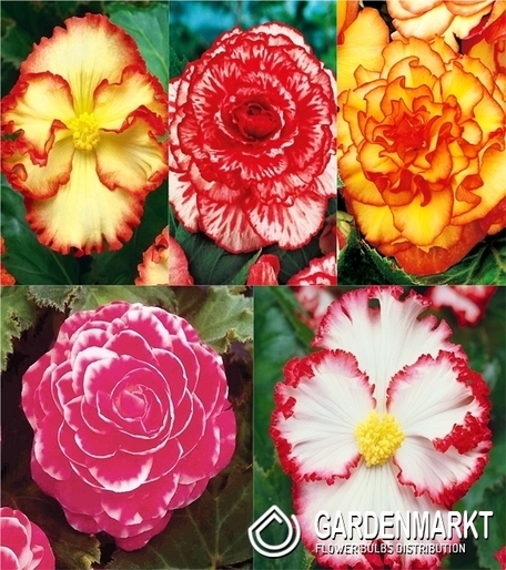 Begonia Dwukolorowa Mix 5 szt.