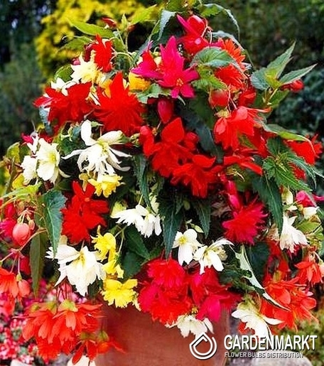Begonia Kaskadowa Mix 5 szt.