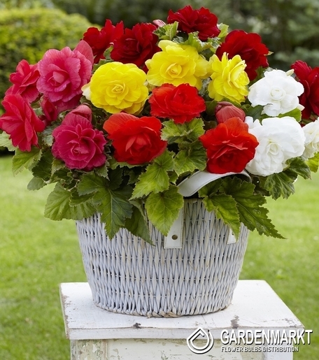 Begonia Podwójna Mix 5 szt.