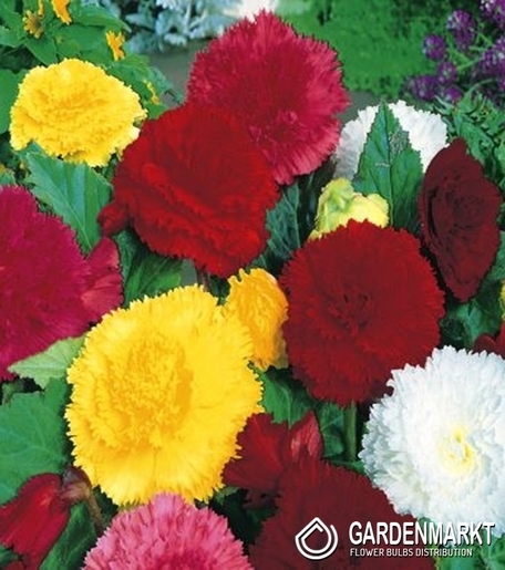 Begonia Strzępiasta Mix 5 szt.